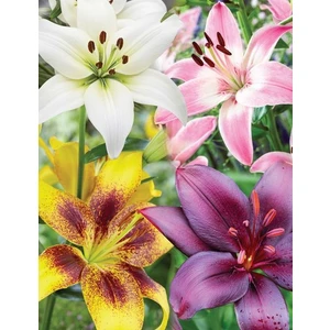 Nandina Botanik 4 Adet Kokulu Karışık Renklerde Lilyum (Zambak) Çiçeği Soğanı