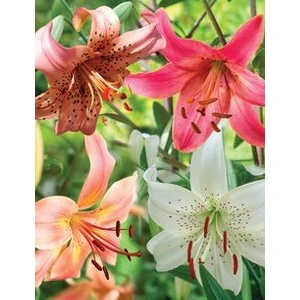 Nandina Botanik 4'lü Kokulu Lilyum (Zambak) Çiçeği Soğanı