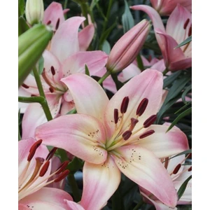 Nandina Botanik 3 Adet Kokulu Çilli Güzeli Lilyum (Zambak) Çiçeği Soğanı
