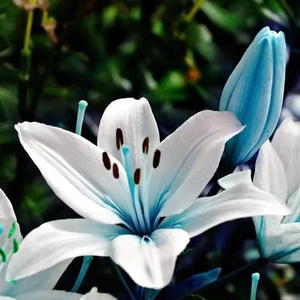 Nandina Botanik 3 Adet Kokulu Mavili Beyaz Lilyum (Zambak) Çiçeği Soğanı