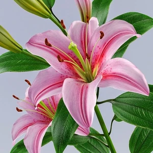 Nandina Botanik 3 Adet Kokulu Pembe Şeritli Lilyum (Zambak) Çiçeği Soğanı