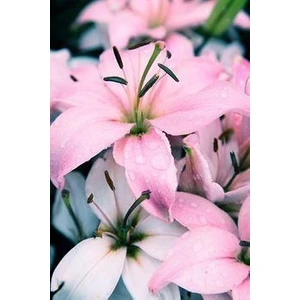 Nandina Botanik 3 Adet Kokulu Naif Pembe Zambak (Lilyum) Çiçeği Soğanı