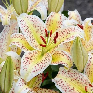 Nandina Botanik 3 Adet Çilli Kokulu Zambak (Lilyum) Çiçeği Soğanı