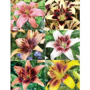 Nandina Botanik 6 Adet Kokulu Lekeli Lilyum (Zambak) Çiçeği Soğanı
