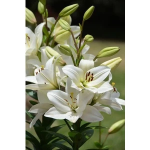 Nandina Botanik 3 Adet Kokulu Inci Beyaz Zambak (Lilyum) Çiçeği Soğanı