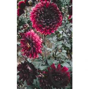 Nandina Botanik 3 Adet Yıldız Çiçeği Soğanı ( Dahlıa Yumrusu) Kadife Kırmızı