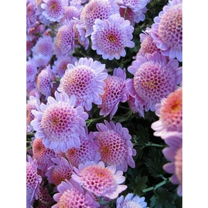 Nandina Botanik 3 Adet Yıldız Çiçeği Soğanı ( Dahlıa Yumrusu) Soft Pembe