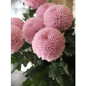 Nandina Botanik 3 Adet Yıldız Çiçeği Soğanı ( Dahlıa Yumrusu) Ponpon Pembe