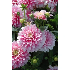 Nandina Botanik 3 Adet Yıldız Çiçeği Soğanı ( Dahlıa Yumrusu) Pembe