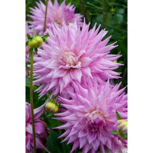 Nandina Botanik 3 Adet Yıldız Çiçeği Soğanı ( Dahlıa Yumrusu) Dev Pembe