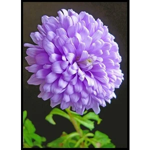 Nandina Botanik 3 Adet Yıldız Çiçeği Soğanı ( Dahlıa Yumrusu) Lila