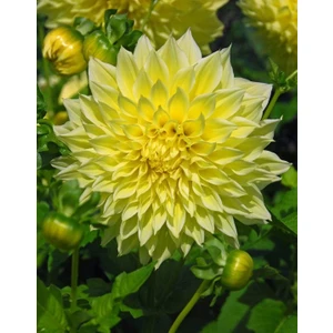 Nandina Botanik 3 Adet Yıldız Çiçeği Soğanı ( Dahlıa Yumrusu) Soft Sarı