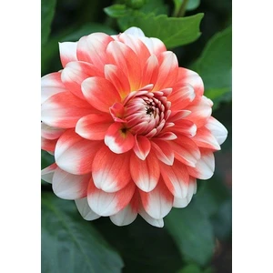 Nandina Botanik 3 Adet Yıldız Çiçeği Soğanı ( Dahlıa Yumrusu) Ebruli Mercan