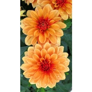 Nandina Botanik 3 Adet Yıldız Çiçeği Soğanı ( Dahlıa Yumrusu) Kavuniçi