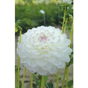 Nandina Botanik 3 Adet Yıldız Çiçeği Soğanı ( Dahlıa Yumrusu) Karbeyaz