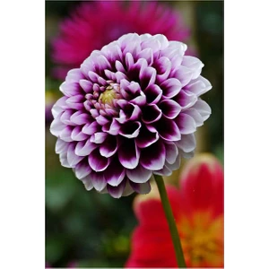 Nandina Botanik 3 Adet Yıldız Çiçeği Soğanı ( Dahlıa Yumrusu) Ebruli Mor
