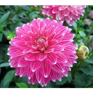 Nandina Botanik 3 Adet Yıldız Çiçeği Soğanı ( Dahlıa Yumrusu) Ebruli Pembe