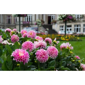 Nandina Botanik 3 Adet Yıldız Çiçeği Soğanı ( Dahlıa Yumrusu) Ebruli Pembeli