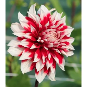 Nandina Botanik 3 Adet Yıldız Çiçeği Soğanı ( Dahlıa Yumrusu) Ebruli Kırmızı