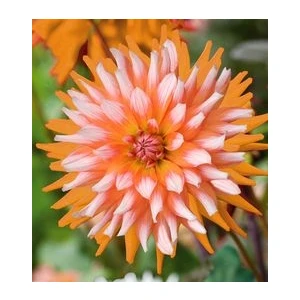 Nandina Botanik 3 Adet Yıldız Çiçeği Soğanı ( Dahlıa Yumrusu) Ebruli Turuncu