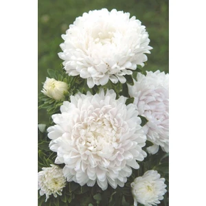 Nandina Botanik 3 Adet Yıldız Çiçeği Soğanı ( Dahlıa Yumrusu) Karbeyaz