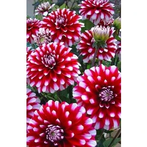 Nandina Botanik 3 Adet Yıldız Çiçeği Soğanı ( Dahlıa Yumrusu) Kırmızı Beyaz Uçlu