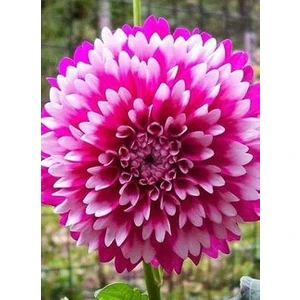 Nandina Botanik 3 Adet Yıldız Çiçeği Soğanı ( Dahlıa Yumrusu) Iki Pembe Geçişli