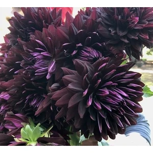Nandina Botanik 3 Adet Yıldız Çiçeği Soğanı ( Dahlıa Yumrusu) Mürdüm