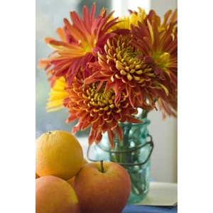 Nandina Botanik 3 Adet Yıldız Çiçeği Soğanı ( Dahlıa Yumrusu) Turuncu Sarı