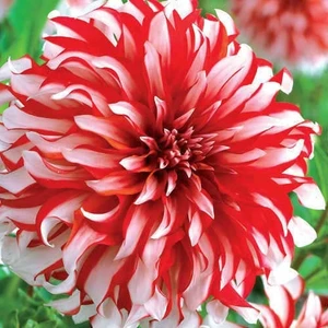 Nandina Botanik 3 Adet Yıldız Çiçeği Soğanı ( Dahlıa Yumrusu) Kırmızı Beyaz Şeritli