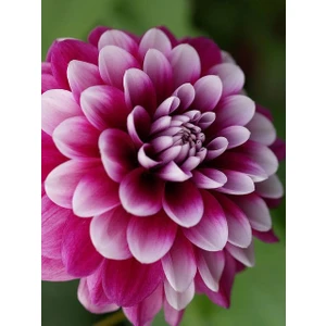 Nandina Botanik 3 Adet Yıldız Çiçeği Soğanı ( Dahlıa Yumrusu) Ebruli Koyu Pembe