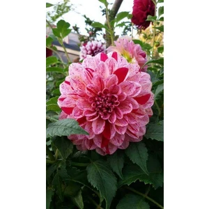 Nandina Botanik 3 Adet Yıldız Çiçeği Soğanı ( Dahlıa Yumrusu) Kırçıllı Pembe