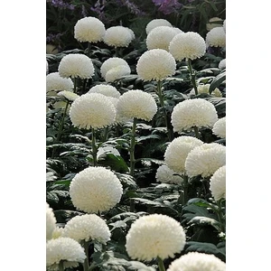 Nandina Botanik 3 Adet Yıldız Çiçeği Soğanı ( Dahlıa Yumrusu) Ponpon Karbeyaz