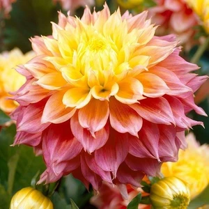 Nandina Botanik 3 Adet Yıldız Çiçeği Soğanı ( Dahlıa Yumrusu) Sarı Pembe Geçişli