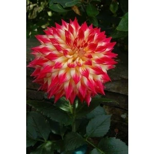 Nandina Botanik 3 Adet Yıldız Çiçeği Soğanı ( Dahlıa Yumrusu) Pembe Uçlu Sarı