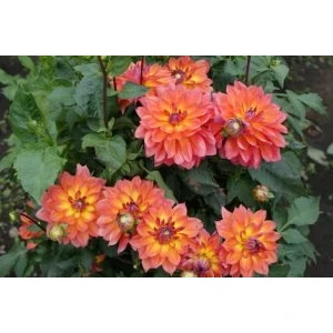 Nandina Botanik 3 Adet Yıldız Çiçeği Soğanı ( Dahlıa Yumrusu) Silik Turuncu
