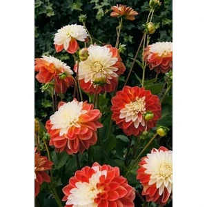 Nandina Botanik 3 Adet Yıldız Çiçeği Soğanı ( Dahlıa Yumrusu) Turuncu Beyaz Iki Renkli