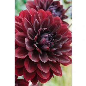 Nandina Botanik 3 Adet Yıldız Çiçeği Soğanı ( Dahlıa Yumrusu) Kadife Bordo