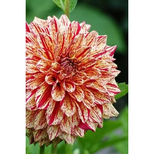 Nandina Botanik 3 Adet Yıldız Çiçeği Soğanı ( Dahlıa Yumrusu) Kırçıllı Açık Kırmızı