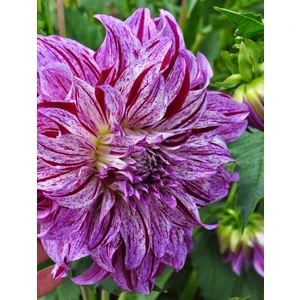 Nandina Botanik 3 Adet Yıldız Çiçeği Soğanı ( Dahlıa Yumrusu) Kırçıllı Koyu Pembe