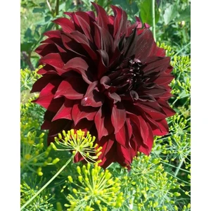 Nandina Botanik 3 Adet Yıldız Çiçeği Soğanı ( Dahlıa Yumrusu) Koyu Bordo