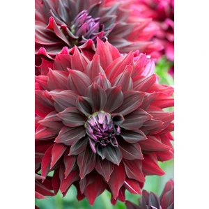 Nandina Botanik 3 Adet Yıldız Çiçeği Soğanı ( Dahlıa Yumrusu) Kan Kırmızısı