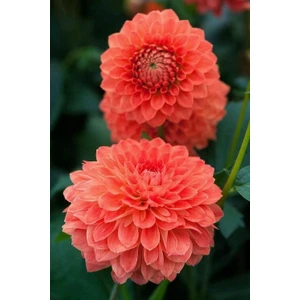 Nandina Botanik 3 Adet Yıldız Çiçeği Soğanı ( Dahlıa Yumrusu) Soft Turuncu