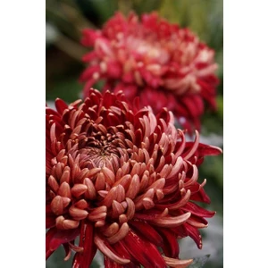 Nandina Botanik 3 Adet Yıldız Çiçeği Soğanı ( Dahlıa Yumrusu) Dev Kiremit Rengi