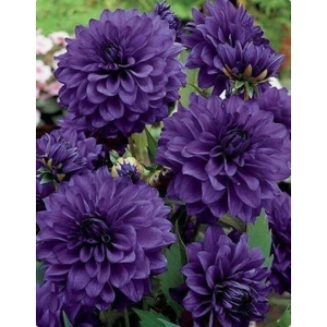 Nandina Botanik 3 Adet Yıldız Çiçeği Soğanı ( Dahlıa Yumrusu) Küllü Mor
