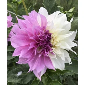 Nandina Botanik 3 Adet Yıldız Çiçeği Soğanı ( Dahlıa Yumrusu) Lila Beyaz