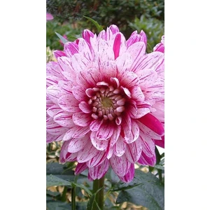 Nandina Botanik 3 Adet Yıldız Çiçeği Soğanı ( Dahlıa Yumrusu) Lekeli Pembe