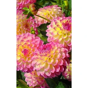 Nandina Botanik 3 Adet Yıldız Çiçeği Soğanı ( Dahlıa Yumrusu) Pembe Sarı Ebruli