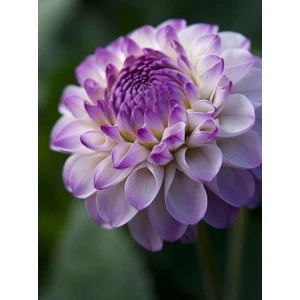 Nandina Botanik 3 Adet Yıldız Çiçeği Soğanı ( Dahlıa Yumrusu) Eflatun