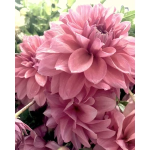 Nandina Botanik 3 Adet Yıldız Çiçeği Soğanı ( Dahlıa Yumrusu) Soft Gülkurusu